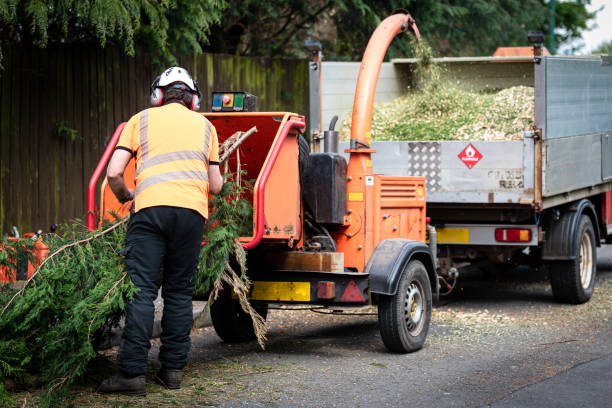 Best Tree Clearing Services  in Lehighton, PA